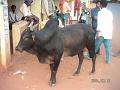 Indien 104